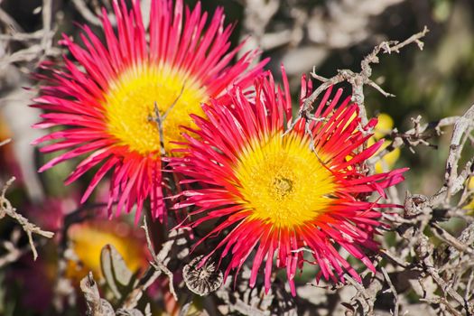 Two large bright flowers of the Giant Mat Vygie (Jordaaniella spongiosa) forms part of the Spring flower display of the Namaqualand region in South Africa.