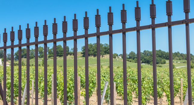 vines intended to make wines protecting great wines behind metal barriers in the area of Saint Emilion, France