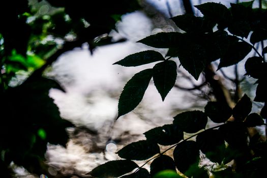 Overhanging Branches and leaves by the River Bela in Beetham