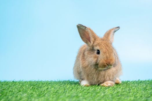 Furry and fluffy cute Black rabbit is Standing on two legs on Green grass and blue background and cleaning the front legs. Concept of rodent pet and easter.