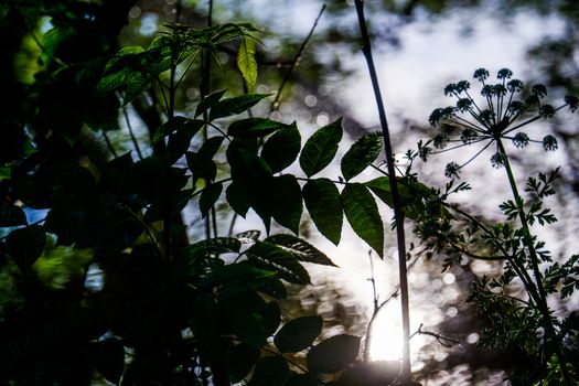 Overhanging Branches and leaves by the River Bela in Beetham