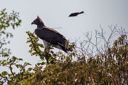 A Martial Eagle (Polemaetus bellicosus) being harassed on it's perch by a Fork-tailed Drongo (Dicrurus adsimilis)