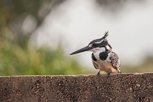 A Pied Kingfisher (Ceryle rudis) perched on a low water bridge over the Sabie River in Kruger National Park. South Africa.