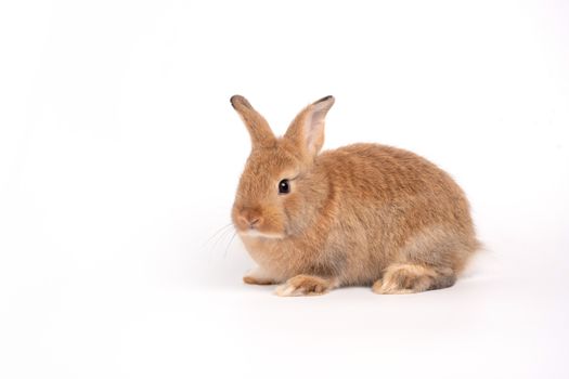 Furry and fluffy cute red brown rabbit erect ears are sitting look in the camera, isolated on white background. Concept of rodent pet and easter.