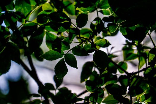 Overhanging Branches and leaves by the River Bela in Beetham