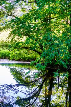 Sunny summer scene with small river and over hanging green trees.