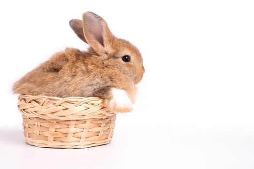 Furry and fluffy cute red brown rabbit erect ears are sitting in basket, isolated on white background. Concept of rodent pet and easter.