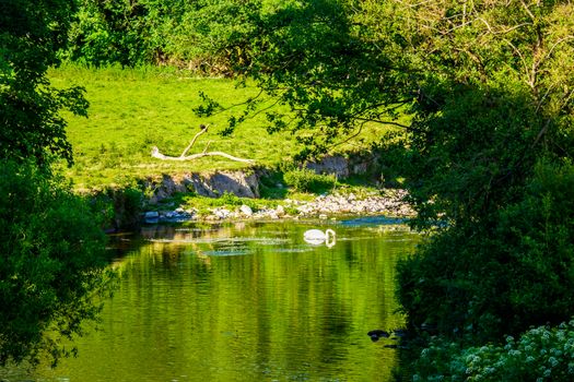 Sunny summer scene with small river and over hanging green trees.