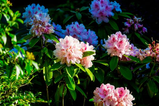 Rhododendron bush with beautiful pink flower