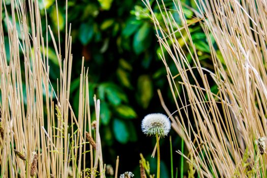 Dry Grass Against a leaf background and dandilion clock