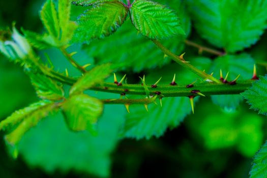 close up of bramble stalk with thorns