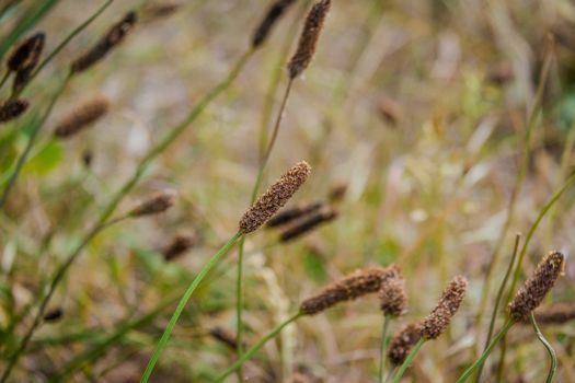 Carex limosa is a plant with red head and a long stem
