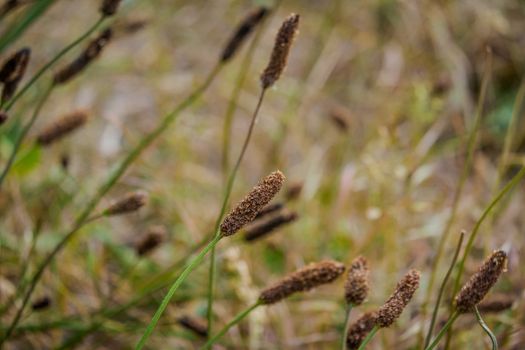 Carex limosa is a plant with red head and a long stem