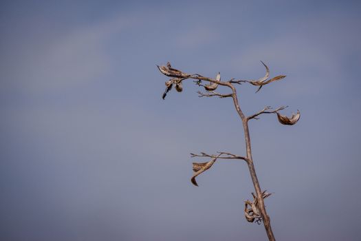 Tall agave plant flower stalk after blooming against a blue sky,