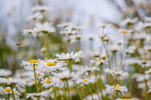 close up of a group of ox eye daisy UK