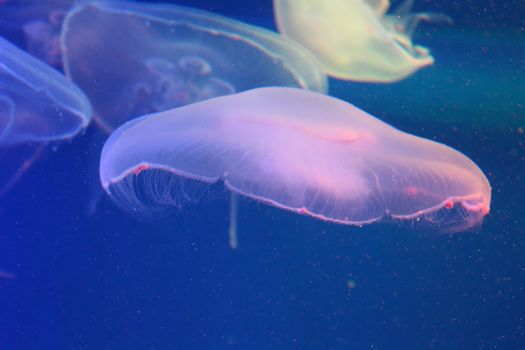 Large jellyfish in blue, clear sea water.