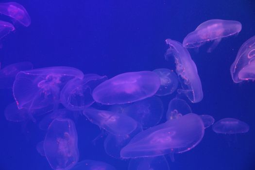 Jellyfish in the sea illuminated lights