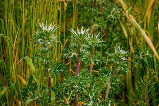 Common Goldenthistle in their wild state in a garden UK