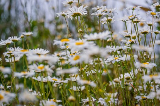 close up of a group of ox eye daisy UK