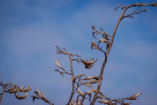 Tall agave plant flower stalk after blooming against a blue sky,