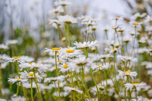 close up of a group of ox eye daisy UK