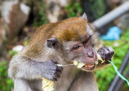 Portrait of Rhesus macaque monkey eats festoon flowerses