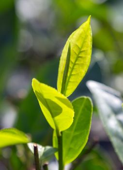 Green tea leaves background, mountain tea bushes plantation in Sri Lanka