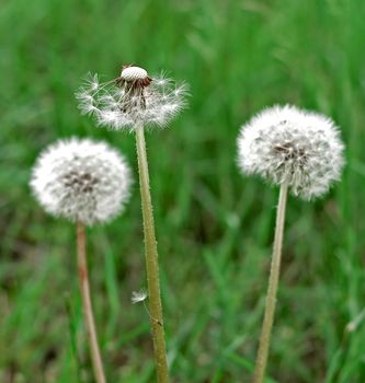 dandelion flowers with flying feathers on turquoise background