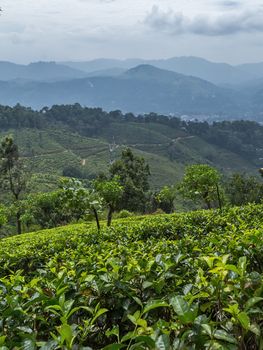 Cultivation areas - Landscape with green fields of tea in Sri Lanka