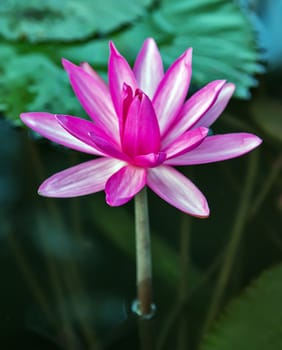 Water Violet lily lotus pink bloom flower in the pool