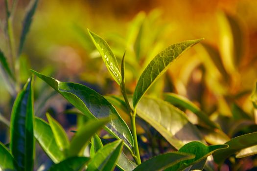 Green tea leaves background, mountain tea bushes plantation in Sri Lanka