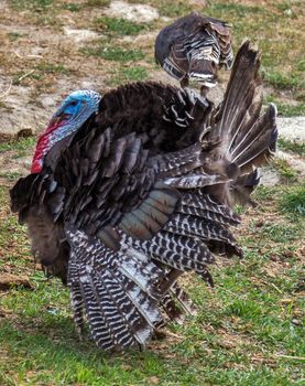 Wild Turkey American bird landscape with green meadow