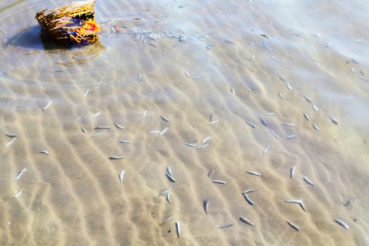 Fresh fish basket on Mui Ne beach in Vietnam