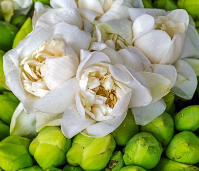 White lotus flower petal buddhism background
