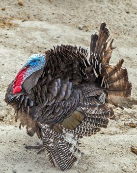 Wild turkeys are covered with dark feathers that help them blend in with landscape hills