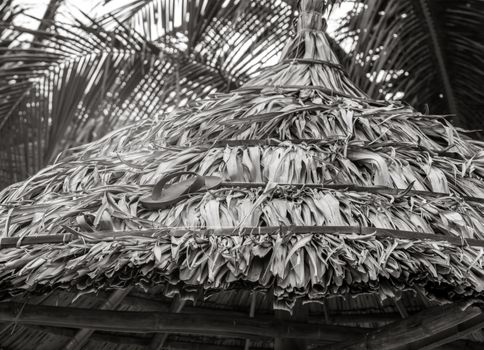 flip-flops on the sand of a beach umbrella Palm b&w, Coconut Palm tree