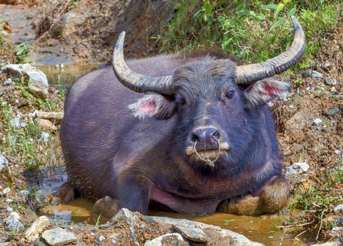portrait of a water buffalo Vietnam