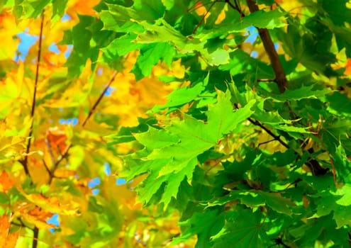 Falls Color Forest, Autumnal Park, Autumn branch Trees, background