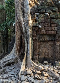 Old banyan tree roots in ruin Ta Prohm, part of Khmer temple complex, Asia. Siem Reap, Cambodia. Ancient Khmer architecture in jungle.