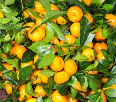 Ripe tangerine fruits green leaf background.