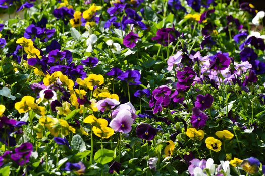 A garden bed of various colorful pansy flowers (Viola sp.), Pretoria, South Africa