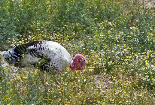 The turkey is a large national bird of the United States, The turkey's popularity comes from the American people's love of eating the bird for special occasions like Thanksgiving and Christmas.