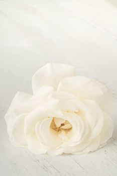 closeup of a white rose on a wooden table with copy space
