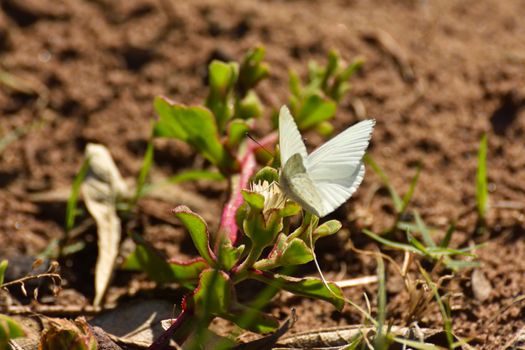 An African small white butterfly (Dixeia charina charina) feeding on an ice plant flower, Mossel Bay, South Africa