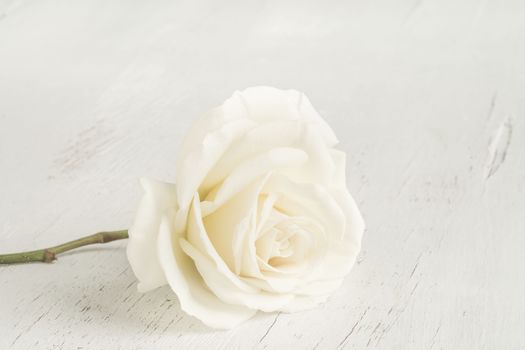 closeup of a white rose on a wooden table with copy space