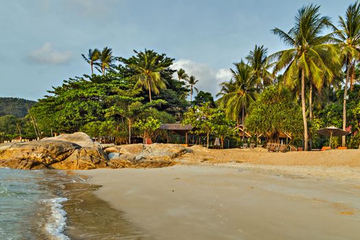 Koh Samui, Thailand. Coconut Palm tree on the sandy beach - Summer nature scene. Paradise island.