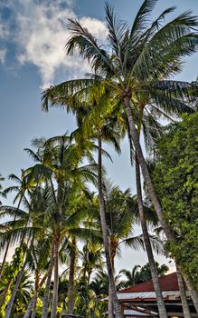 Coconut Palm tree on the sandy beach - Summer nature scene. Koh Samui, Thailand.
