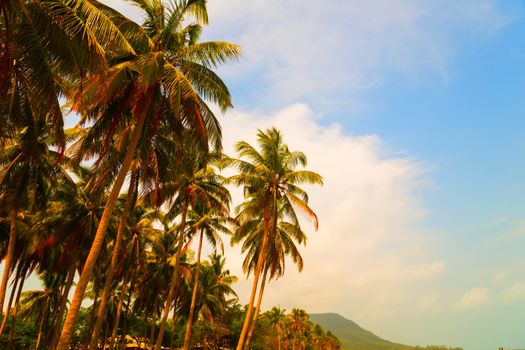 Coconut Palm tree on the sandy beach landscapes - Summer nature scene.
