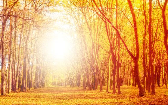 Sunlight Autumn beech leaves decorate a beautiful nature bokeh background with forest ground