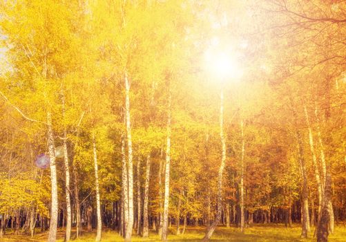 Sunlight Autumn beech leaves decorate a beautiful nature bokeh background with forest ground